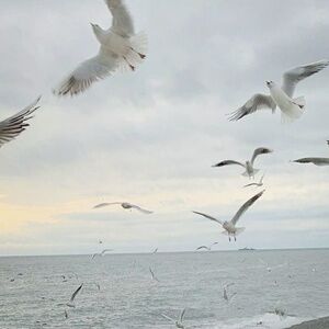 Meet your Posher, Molls